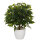 hjh OFFICE Kunstpflanze Ficus II 40 x 65 x 40 cm (B x H x T) Kunststoff grün